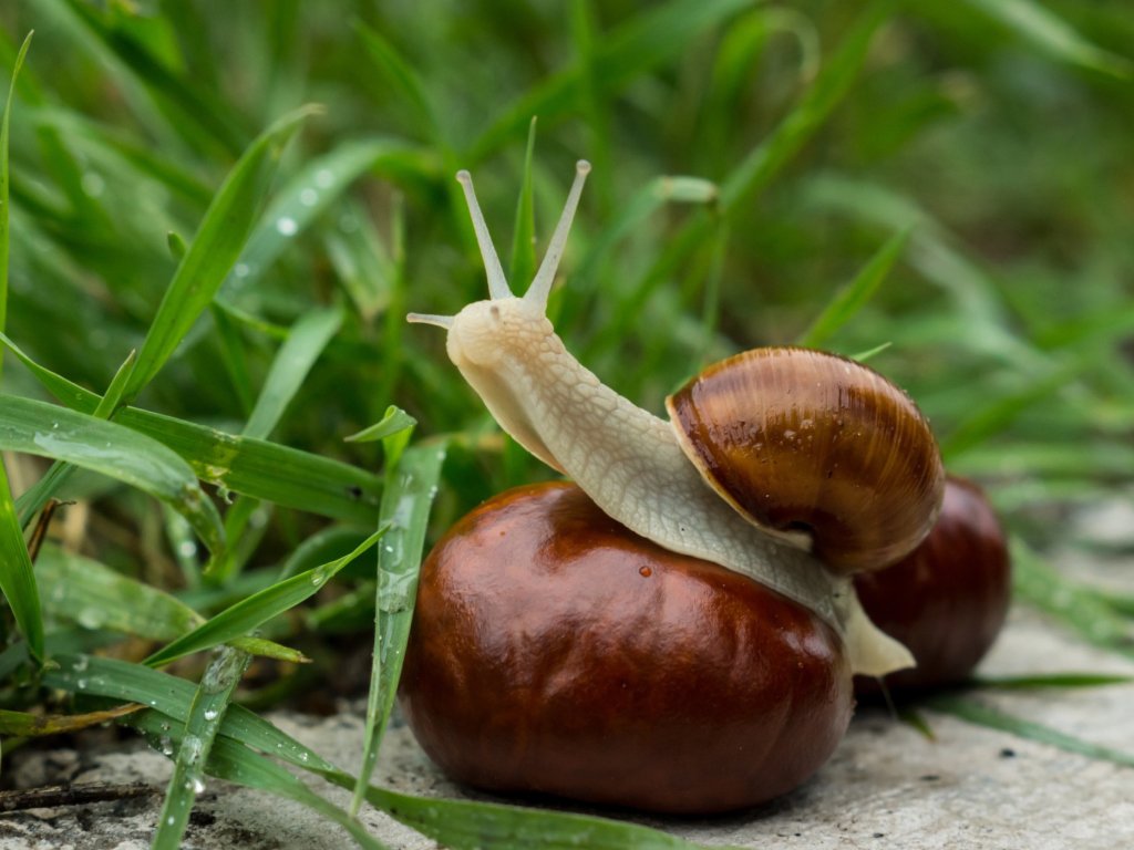 Screenshot №1 pro téma Snail In Grass 1024x768