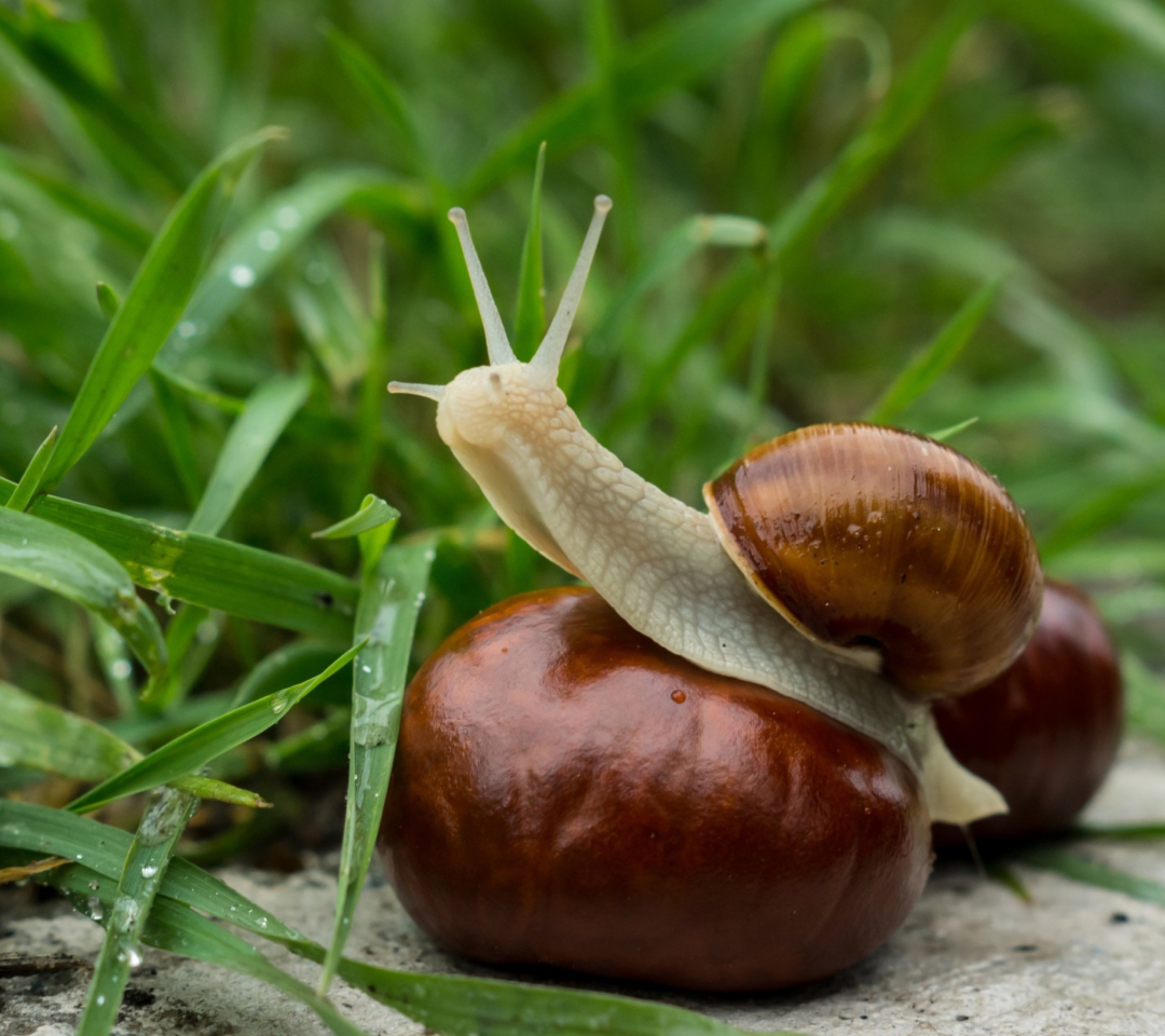 Fondo de pantalla Snail In Grass 1080x960