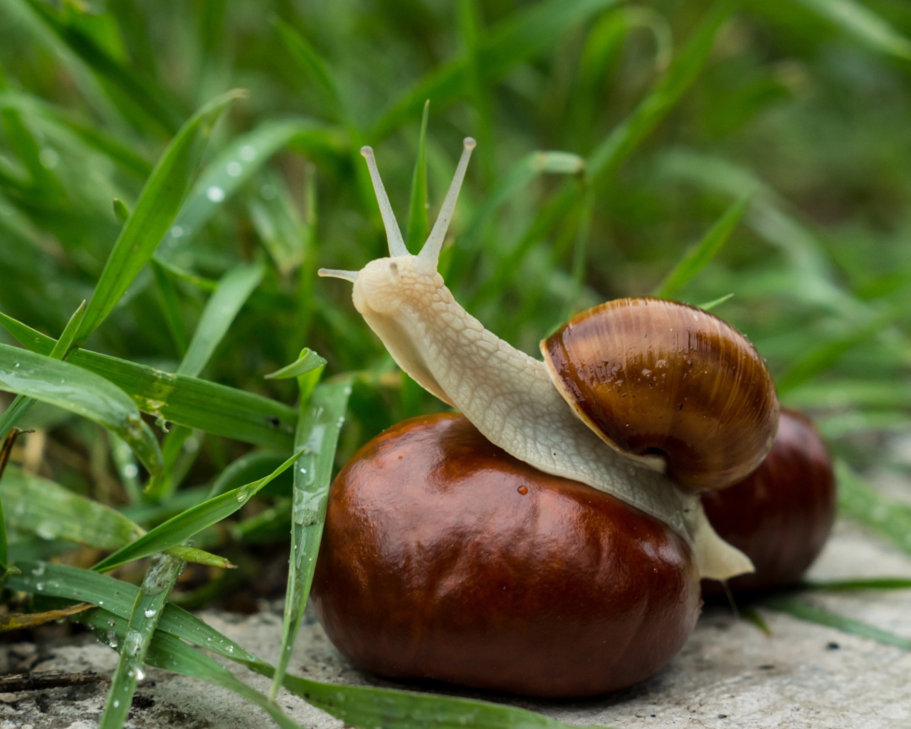 Обои Snail In Grass 1280x1024