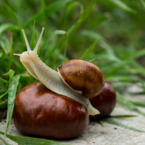 Das Snail In Grass Wallpaper 208x208