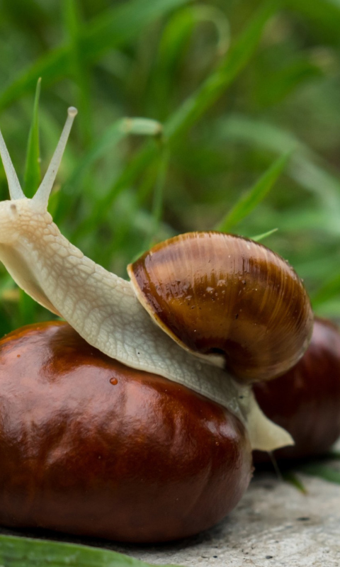 Snail In Grass wallpaper 480x800