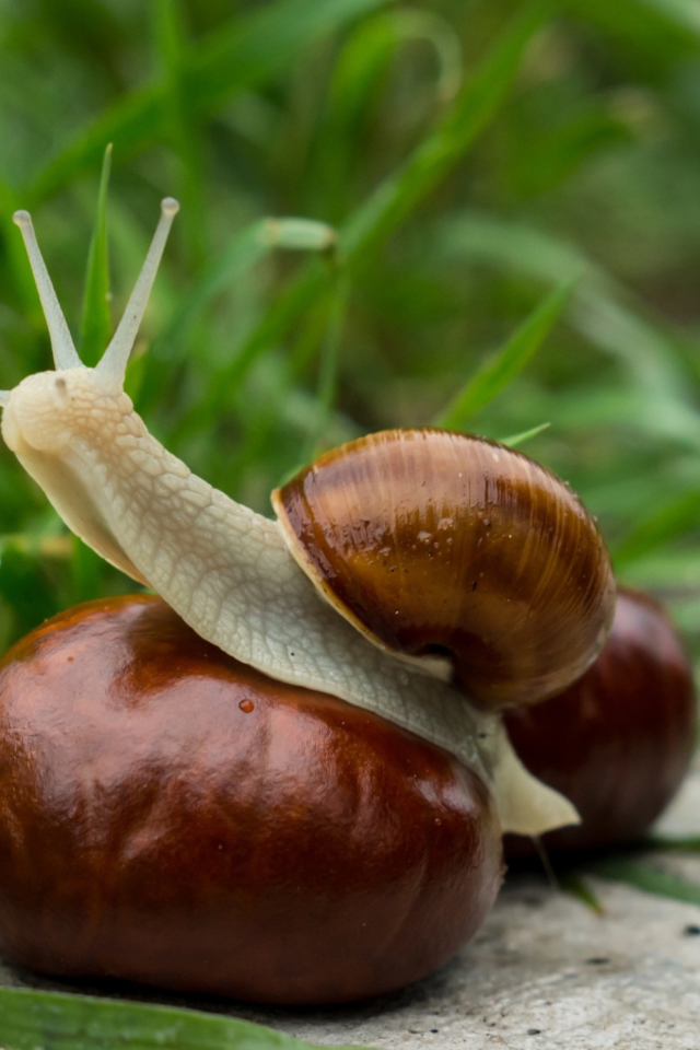 Snail In Grass wallpaper 640x960