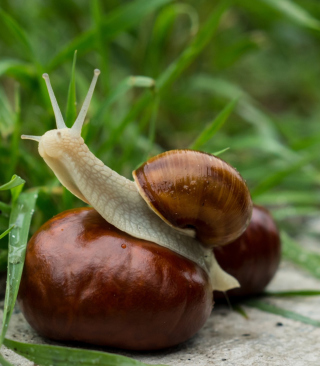 Snail In Grass sfondi gratuiti per Nokia Lumia 925