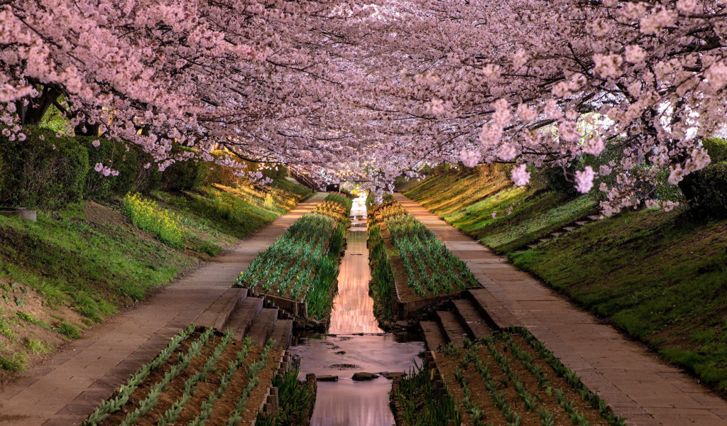 Sfondi Wisteria Flower Tunnel in Japan 1024x600