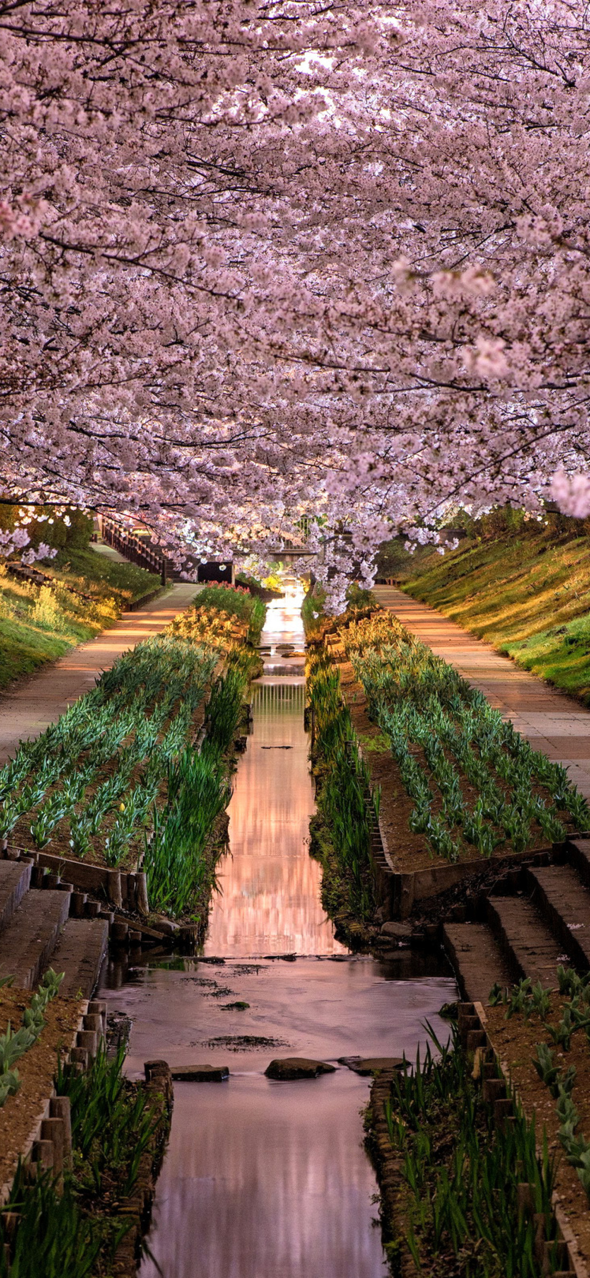 Wisteria Flower Tunnel in Japan screenshot #1 1170x2532