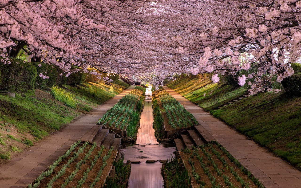 Screenshot №1 pro téma Wisteria Flower Tunnel in Japan 1280x800