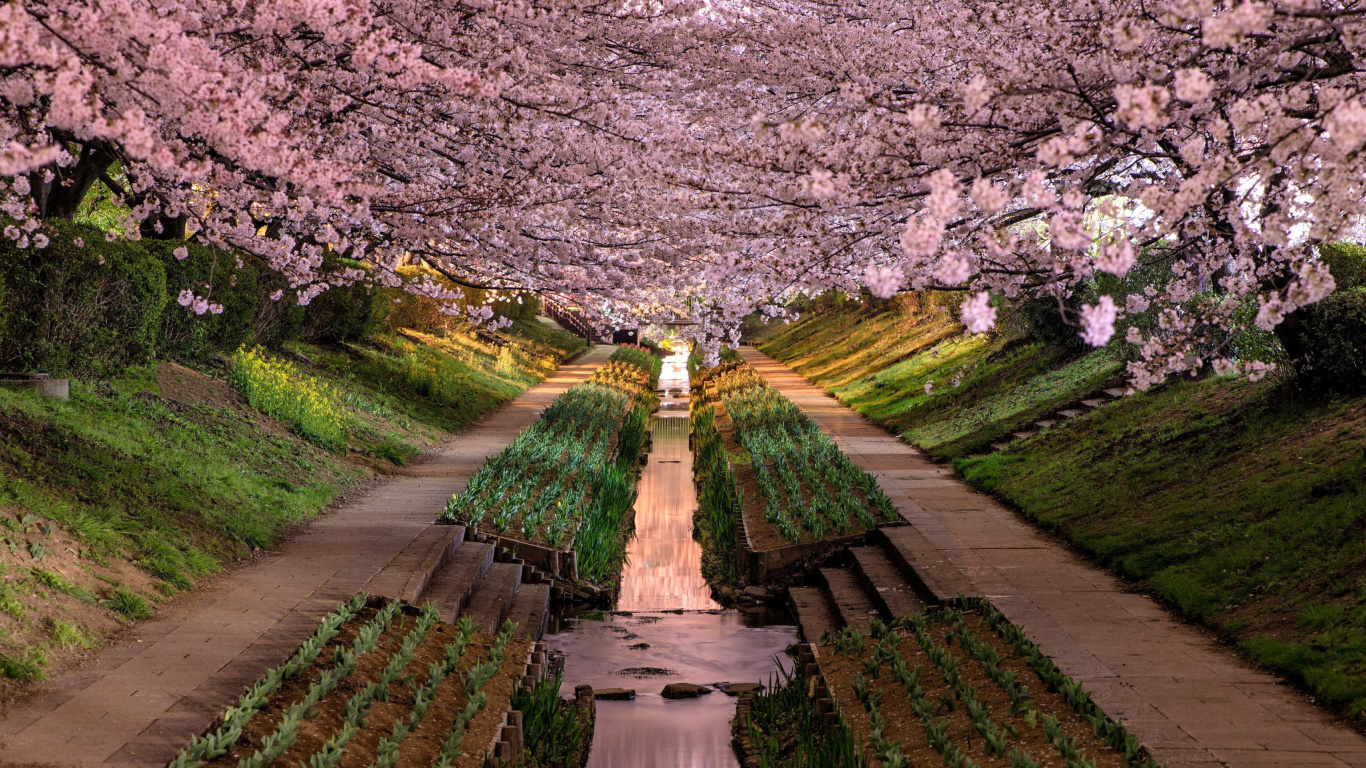 Screenshot №1 pro téma Wisteria Flower Tunnel in Japan 1366x768