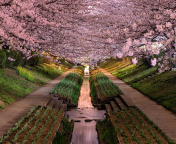 Screenshot №1 pro téma Wisteria Flower Tunnel in Japan 176x144