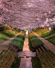Fondo de pantalla Wisteria Flower Tunnel in Japan 176x220