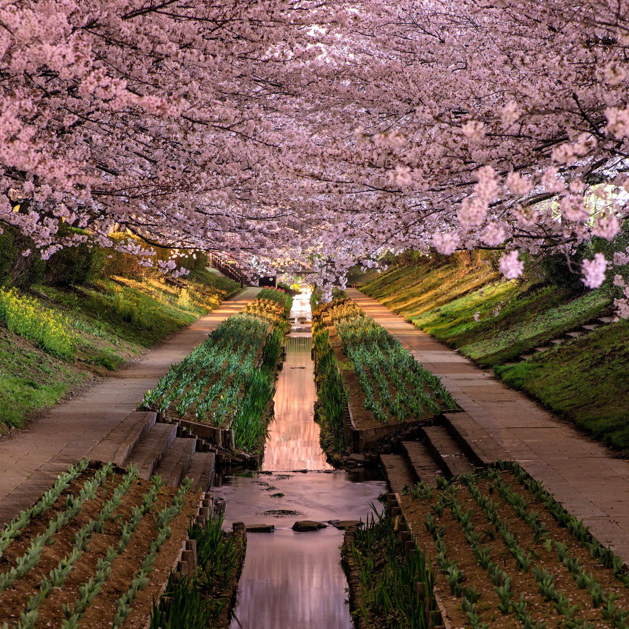 Обои Wisteria Flower Tunnel in Japan 2048x2048