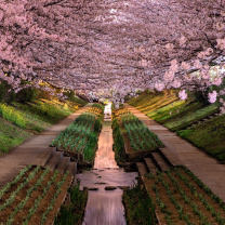 Screenshot №1 pro téma Wisteria Flower Tunnel in Japan 208x208