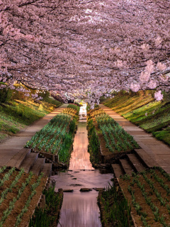 Wisteria Flower Tunnel in Japan wallpaper 240x320