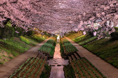 Fondo de pantalla Wisteria Flower Tunnel in Japan 480x320