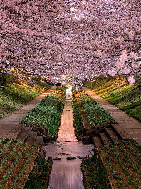 Fondo de pantalla Wisteria Flower Tunnel in Japan 480x640