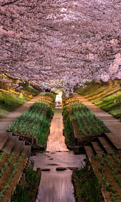 Fondo de pantalla Wisteria Flower Tunnel in Japan 480x800