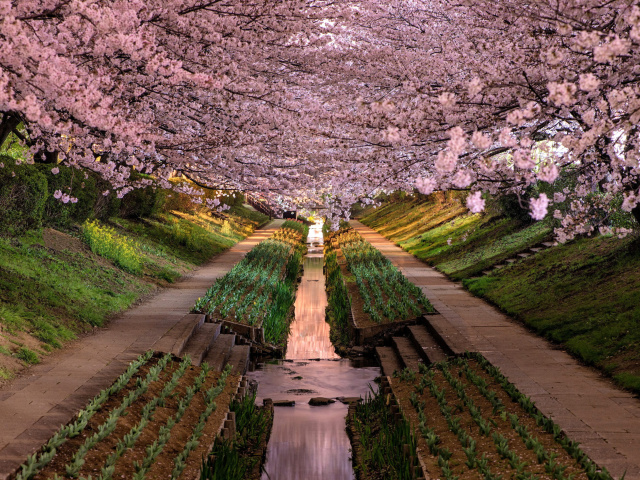 Sfondi Wisteria Flower Tunnel in Japan 640x480