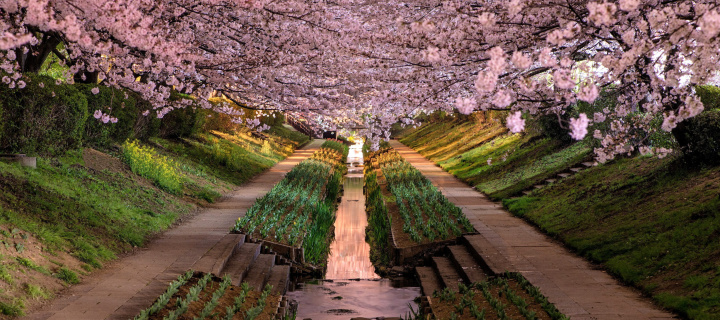 Wisteria Flower Tunnel in Japan wallpaper 720x320