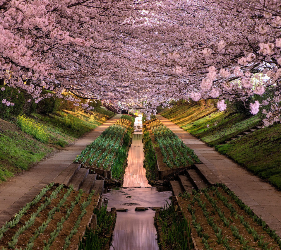 Sfondi Wisteria Flower Tunnel in Japan 960x854