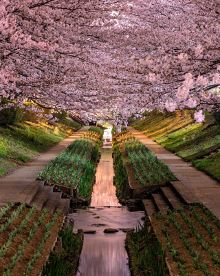 Wisteria Flower Tunnel in Japan - Obrázkek zdarma pro 128x160