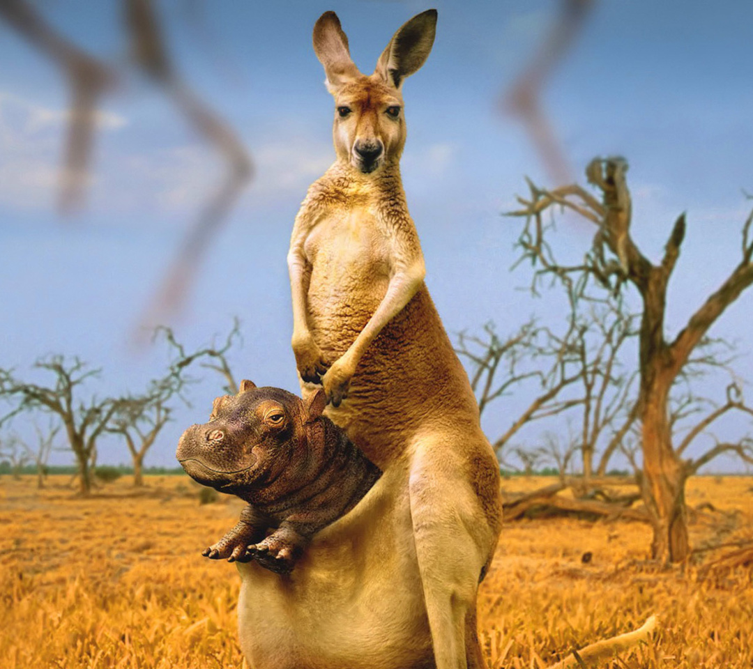 Fondo de pantalla Kangaroo and Hippopotamus 1080x960