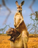 Fondo de pantalla Kangaroo and Hippopotamus 128x160