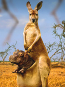 Kangaroo and Hippopotamus wallpaper 132x176