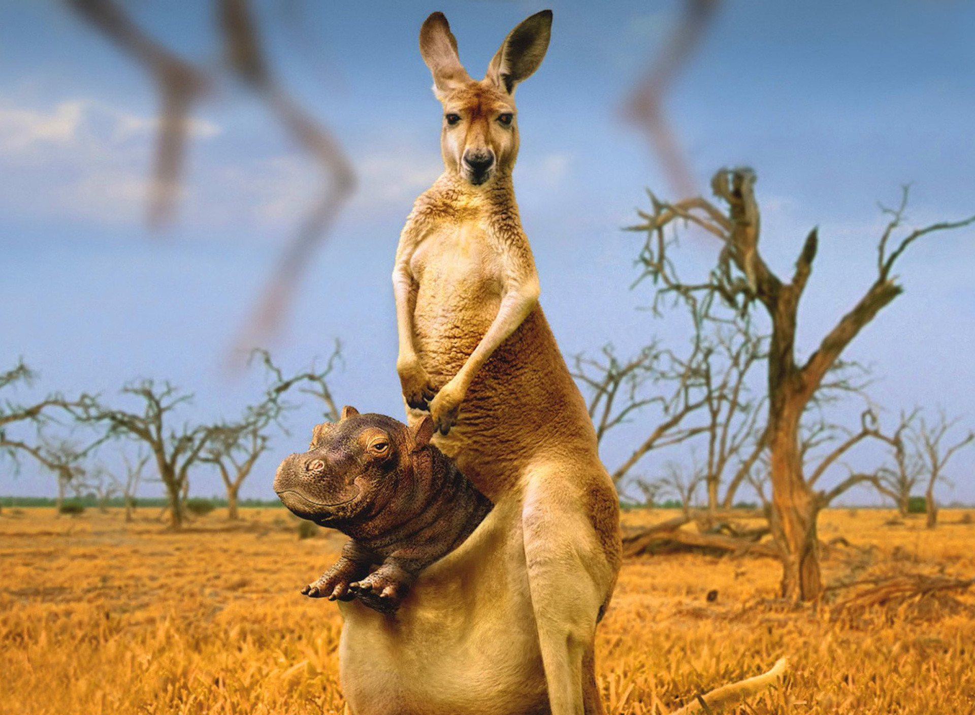 Обои Kangaroo and Hippopotamus 1920x1408