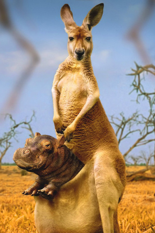 Das Kangaroo and Hippopotamus Wallpaper 320x480