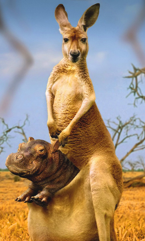 Das Kangaroo and Hippopotamus Wallpaper 480x800