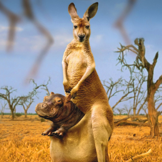 Kangaroo and Hippopotamus sfondi gratuiti per iPad mini 2