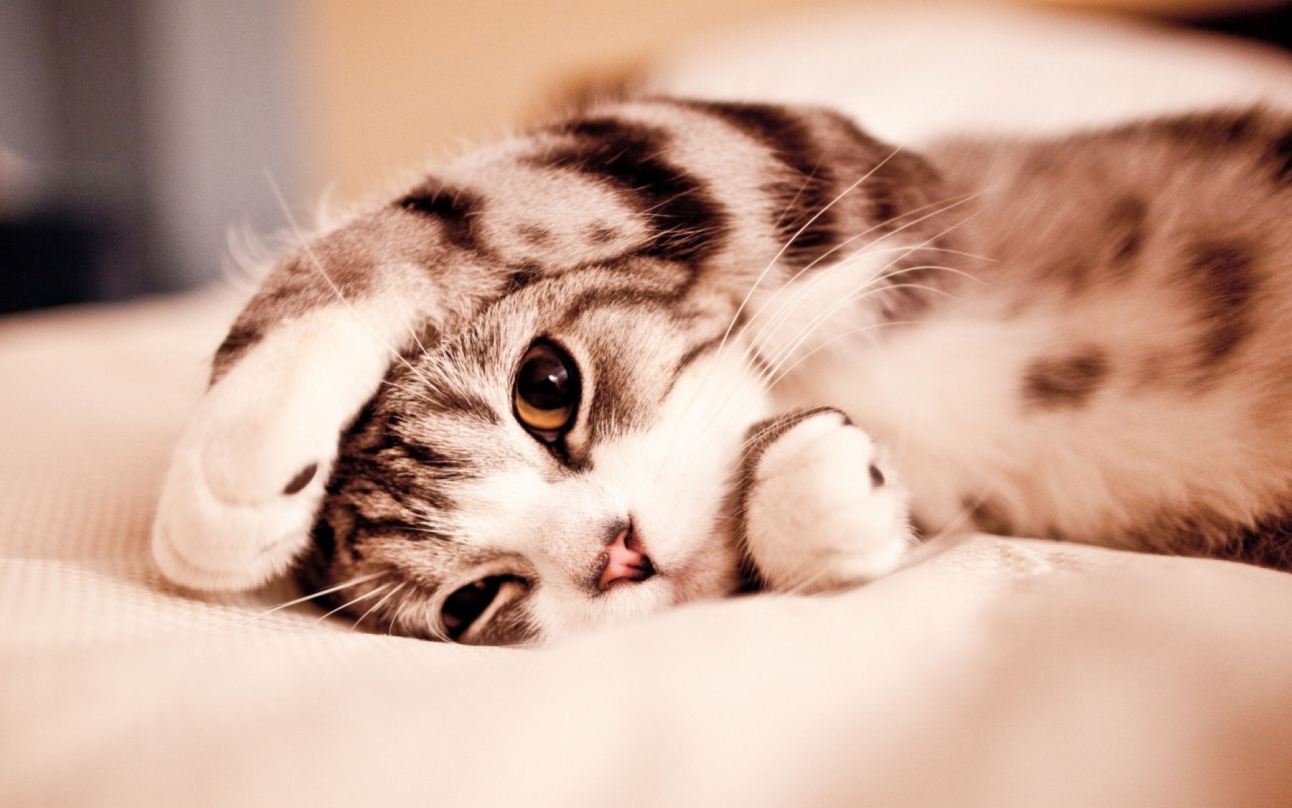 Das Funny Lazy Cat Wallpaper 2560x1600