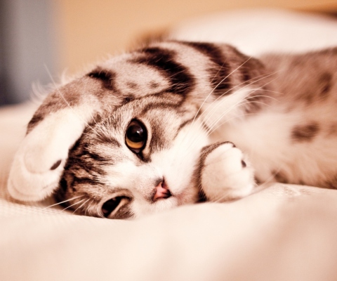 Funny Lazy Cat wallpaper 480x400