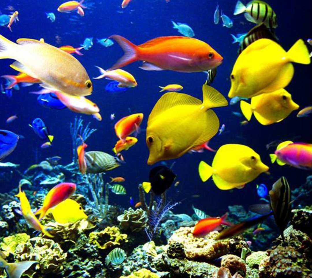 Colorful Fishes wallpaper 1080x960