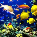 Sfondi Colorful Fishes 128x128