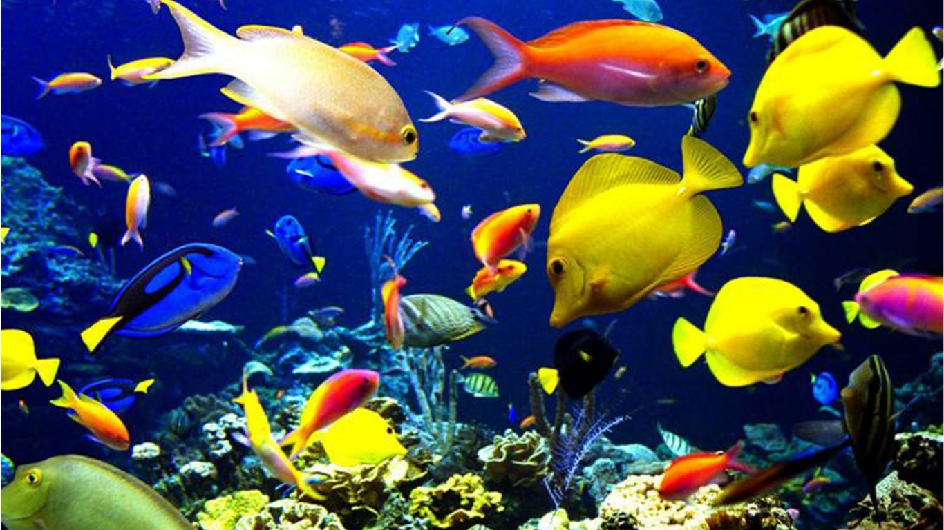 Fondo de pantalla Colorful Fishes 1366x768