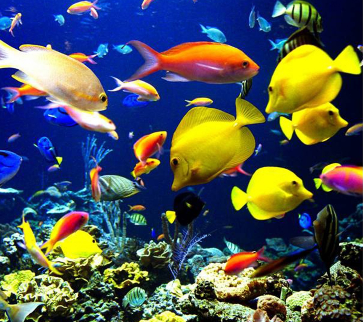 Fondo de pantalla Colorful Fishes 1440x1280