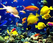 Colorful Fishes screenshot #1 176x144