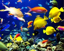 Colorful Fishes wallpaper 220x176