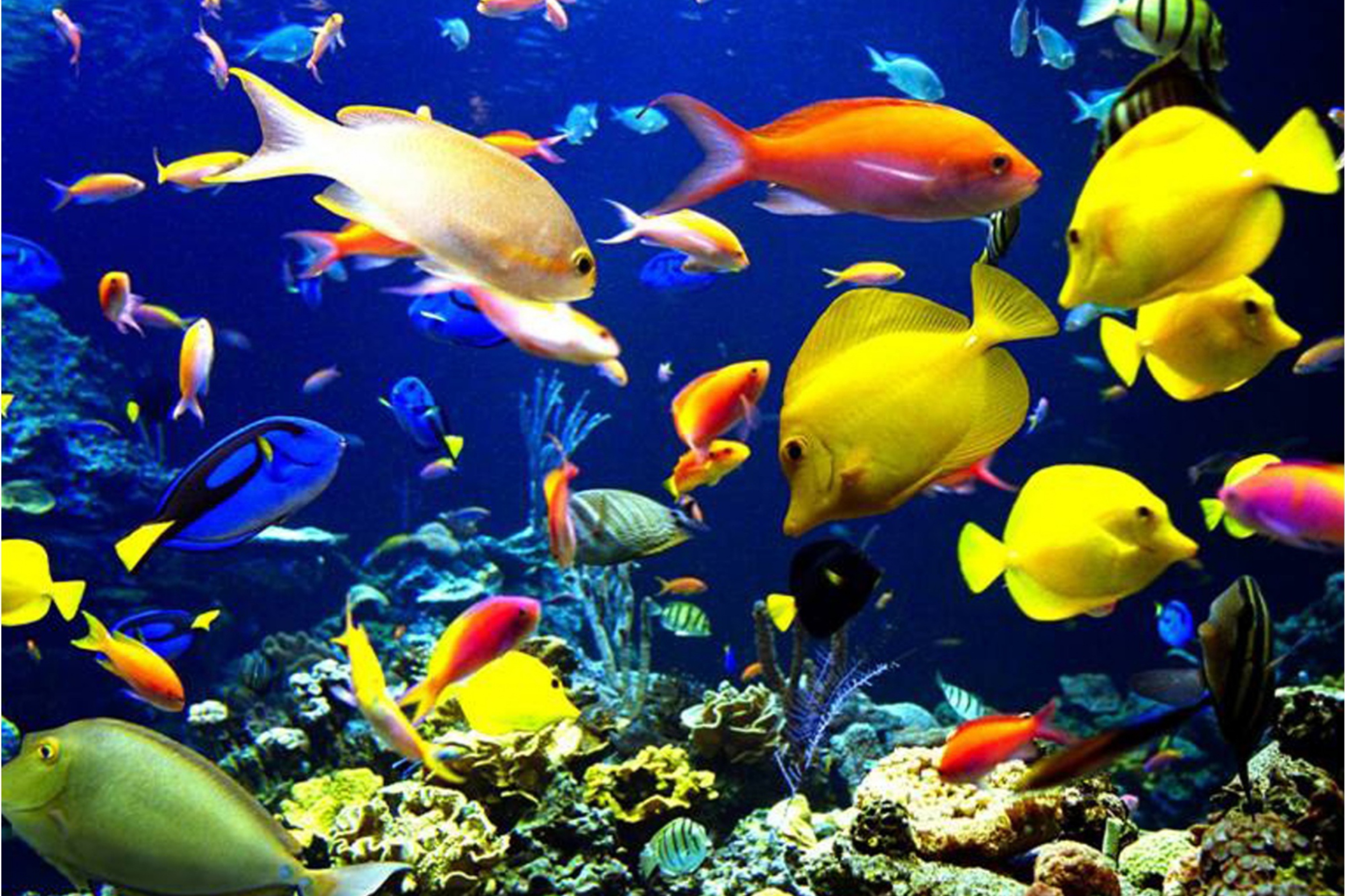 аквариум коробка рыба животные aquarium box fish animals без смс