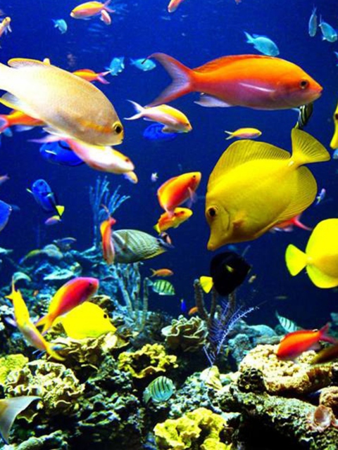 Colorful Fishes wallpaper 480x640