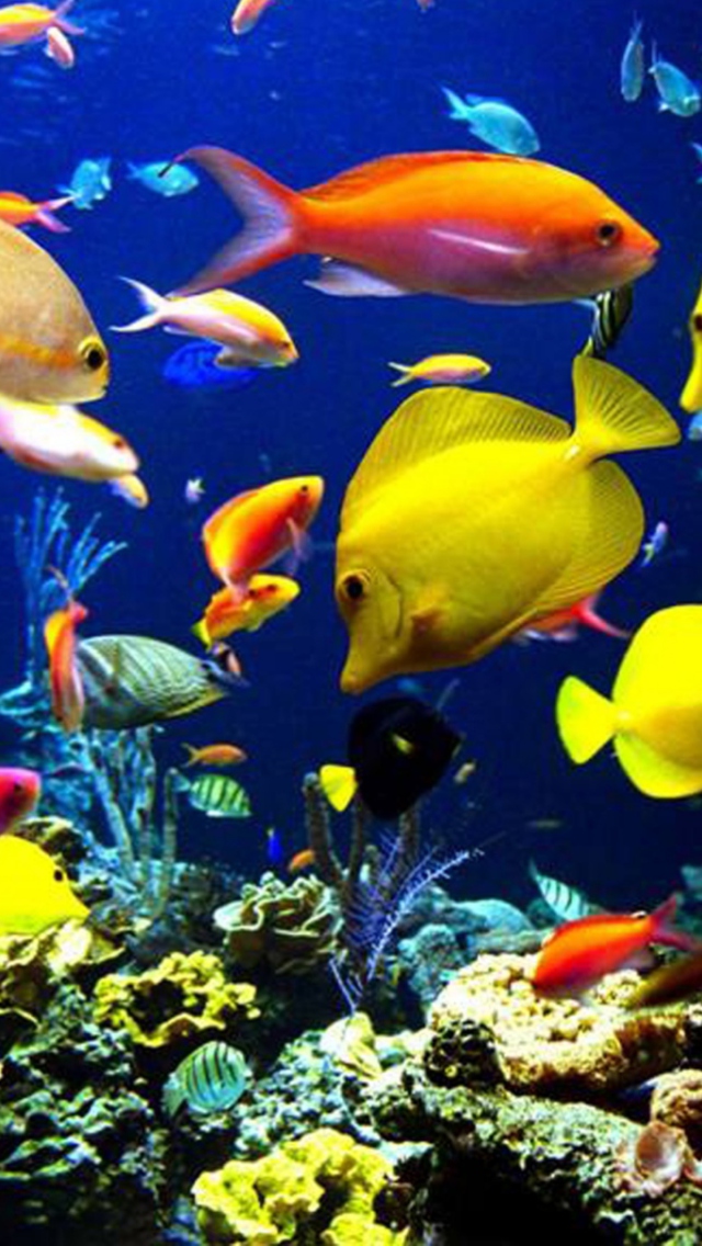Das Colorful Fishes Wallpaper 640x1136