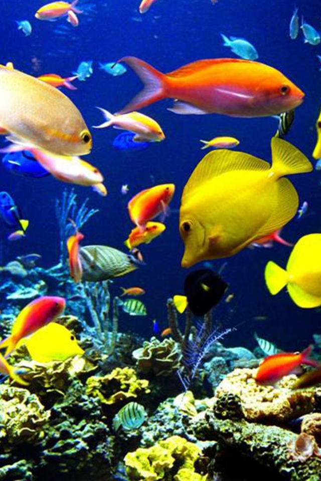 Das Colorful Fishes Wallpaper 640x960