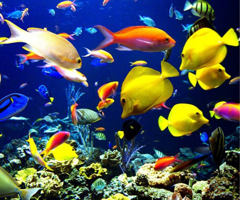 Das Colorful Fishes Wallpaper 960x800