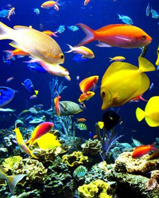 Kostenloses Colorful Fishes Wallpaper für Nokia X1-01