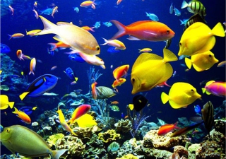 Colorful Fishes papel de parede para celular 