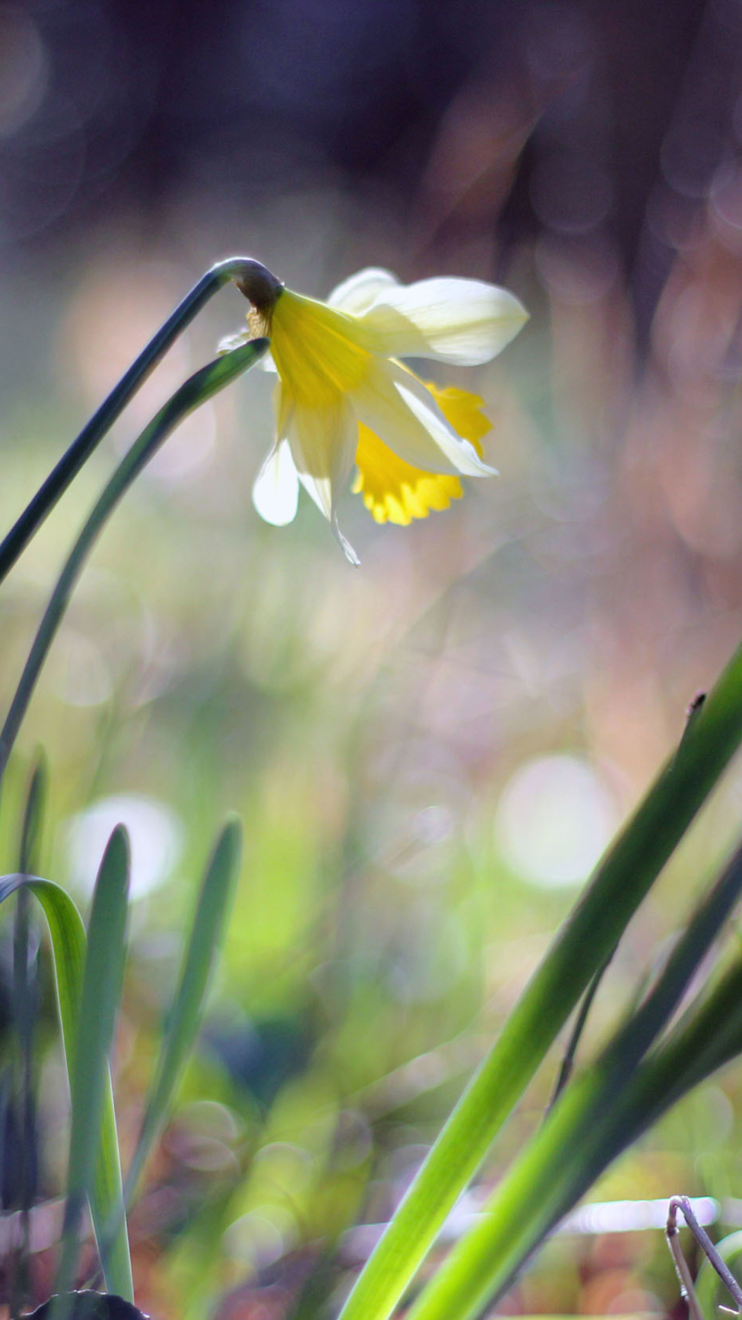Narcissus Flower wallpaper 1080x1920