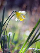 Sfondi Narcissus Flower 132x176