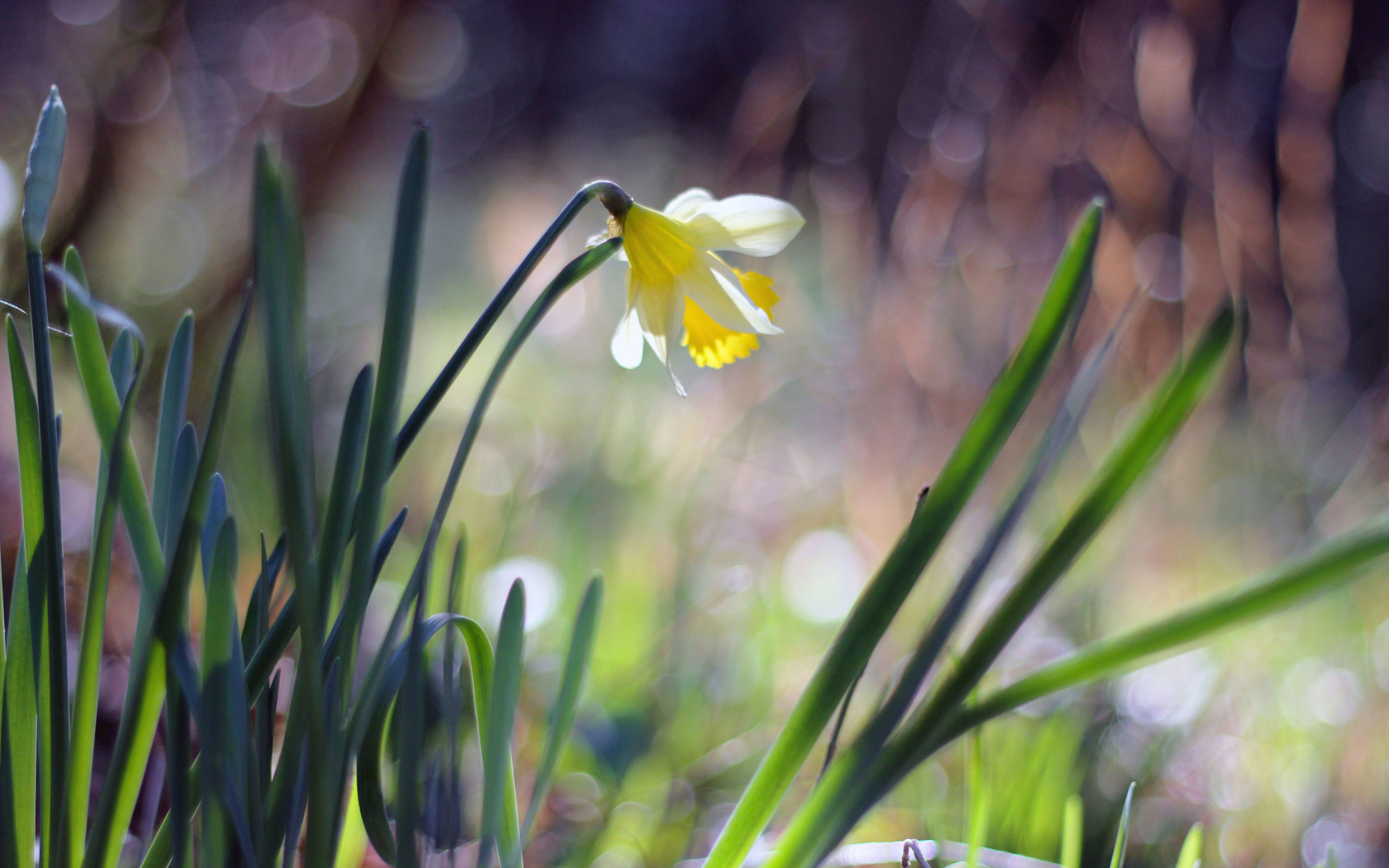 Narcissus Flower wallpaper 1680x1050