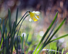Обои Narcissus Flower 220x176
