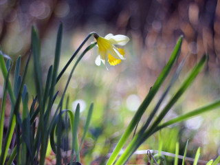 Narcissus Flower wallpaper 320x240